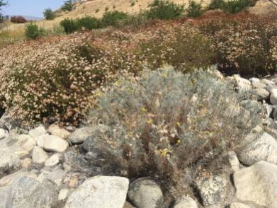 Creek Seneccio with California Buckwheat in the background