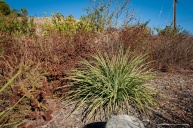 Yucca, another edible fire fighter, finds spots nestled within the California Buckwheat.